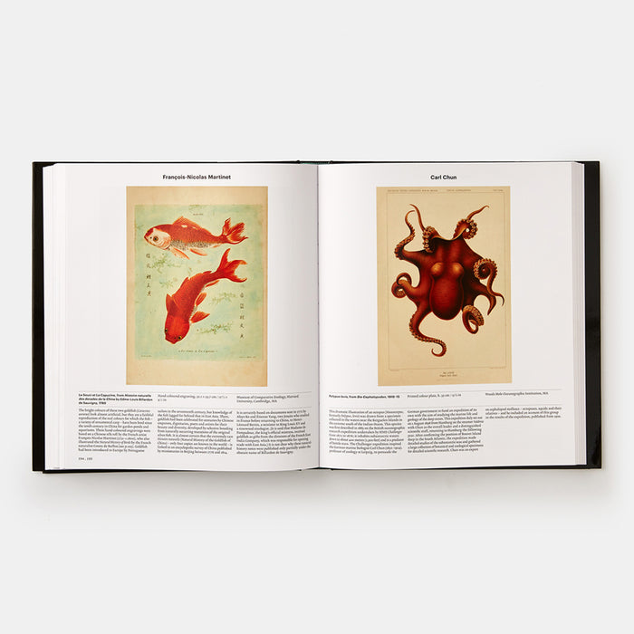 Animal: Exploring the Zoological World